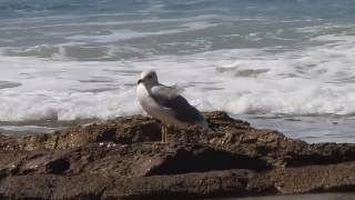 שחף ארמני Armenian Gull