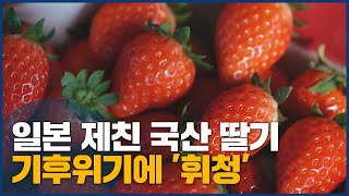 [기후위기, 종자가 사라진다] 딸기 농가 신품종 시급