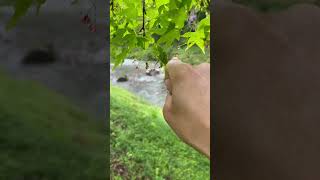 【週末田舎暮らし】雨上がり青もみじの水滴で宝石作り