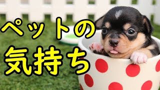 ペットの気持ちと貴方に求めていること