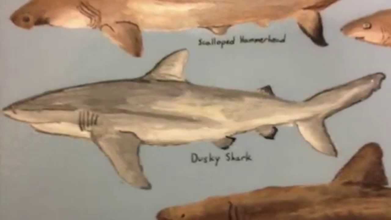 Sharks Of The Chesapeake - YouTube