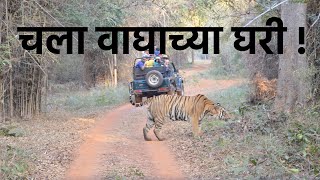 ताडोबा जंगल सफारी  जुनोना गेट |  Tadoba Junona Gate Safari #tiger