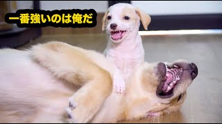 新入り子犬に何されても怒らないゴールデンレトリバー・噛まれてるの痛そうけど、我慢するのが偉い