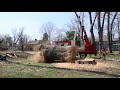 350-year-old oak tree cut down in Bay Village