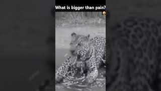 Ego.#ego#memes#cheetah#youtubeshorts