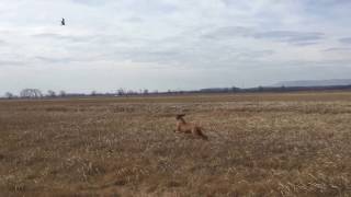 Fácán vadászat Zöldmáli Extrémmel/ Zöldmáli Extreme on a pheasant shoot