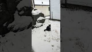 Hates water Loves snow, Luffy having fun #shorts #viralvideo #trending