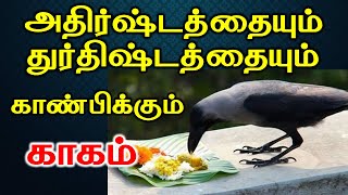 அதிர்ஷ்டத்தையும் துர்திஷ்டத்தையும் காண்பிக்கும் காகம் | astrology | T Tamil Technology