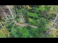 2024 11 27 銀杏森林遍尋不著雲海，只因已然置身雲海之中。 雲海 dronephotography cloudsea