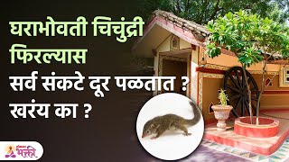 घरात उंदीर आणि चिचुंद्रीचे आगमन देतात शुभ-अशुभ संकेत | Vastu Tips For Home | Vastu TIps | SH 3