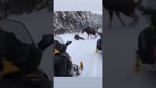 Snowmobiler vs. Moose. 🤯🤣 #snow #mountains #fun #viral #shorts #yt #joy #summer #winter #hp #power