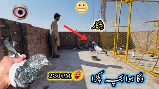 2:30 PM 🥵 Pe Waga Howa Bacha Pakra 😯 | Sheikhoo Pigeons Club