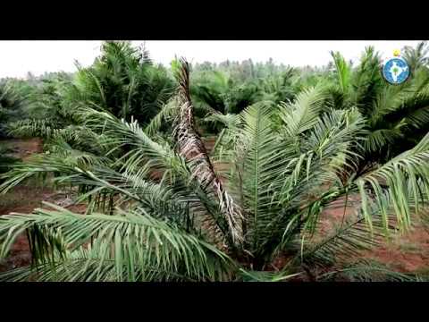 Disease Management In Oil Palm - YouTube