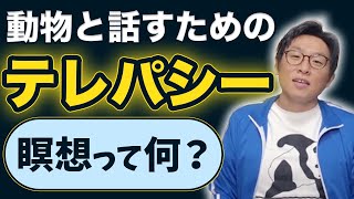 【初心者向け】動物と話すためのテレパシーや瞑想って何？【アニマルコミュニケーション】