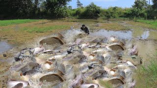 ចាប់ត្រីតាមទឹកហូរក្នុងស្រែពេលស្រូវទុំ