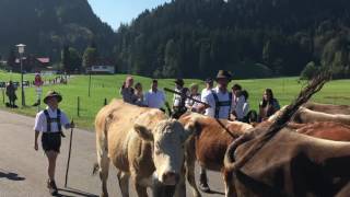 Obermaiselstein Viehscheid