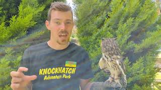 Striped Owl, Knockhatch Adventure Park