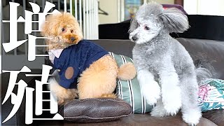 🐶愛犬の大好きな友達に会いにきた。【トイプードルのグリィ】【犬】【dog】【toy poodle】