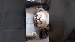 *CENA FORTE* Meu gato dorme tranquilamente de barriga para cima #shorts