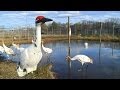 Keeping the rare US whooping cranes alive