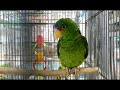 【バードホテル10 29】コボウシインコの「コボちゃん」