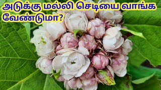 அடுக்கு மல்லி,  செண்டுமல்லி வளர்ப்பது எப்படி,  இந்த செடியை வாங்க வேண்டுமா?