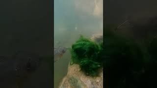 இயற்கை பாசி மீன்களுக்கு உணவு #feeding #fish #video #vlog #nature #aquarium #scenery #pets