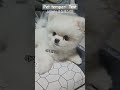 pet temper test 강아지 성질테스트 shorts dogshorts pomeranian cutedog 포메성격 강아지일상 귀여운강아지 아기강아지