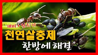 갑자기 내 밭에 개미가 많이 보인다면?! ㅣ진딧물