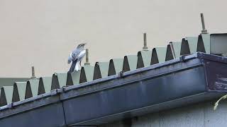 蜘蛛を捕食 雛に食べさせるハクセキレイ　White Wagtail（白鶺鴒、学名:Motacilla alba lugens）スズメ目セキレイ科　DSCN4475