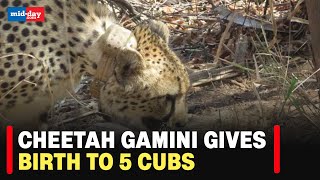 Project Cheetah: South African Cheetah Gamini Gives Birth To 5 Cubs At Kuno National Park