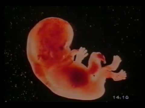 VIDEOENCICLOPEDIA DELLA MAMMA E DEL BAMBINO 01 L'ATTESA E LA NASCITA ...