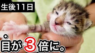 生後１１日目の赤ちゃん子猫の目が３倍大きくなった。【保護猫】