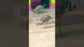 Dekho mor#peacock #birds #animals #wildlife #nature #viralvideo