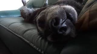 保健所から迎えた犬　パッカーン（笑）This dog just sleeps and does not die(￣∇￣)