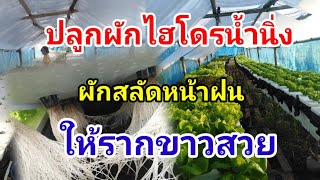 ปลูกผักสลัดหน้าฝน Hydroponics/#บ้านสวนกิตติธรา #ผักสลัด