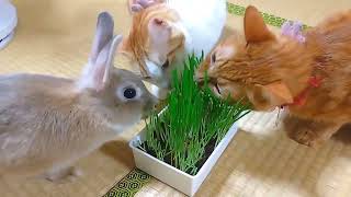 初めての猫草に大興奮