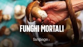 Uomo muore dopo aver mangiato funghi velenosi: gravi la moglie e la badante