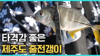 제주도에서 손맛 보는 줄전갱이와 점다랑어는 어떨까?! [루어 테크니션 예고]