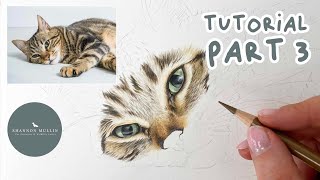 How to Draw a Tabby Cat in Coloured Pencil | Drawing Tutorial Part 3