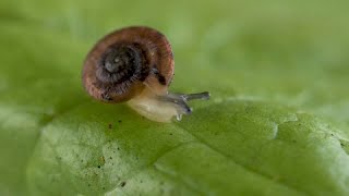 UK zoo breeds and releases endangered snail onto Atlantic island