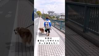 【インターペット2023】愛犬と日本最大級のペットのイベントに行ったら凄すぎた！！ #shorts