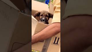 Poor dog Part-3🙏🏻watch till end😔kandipa twist iruku😭#labrador #doglovers #goldenretriever #puppy