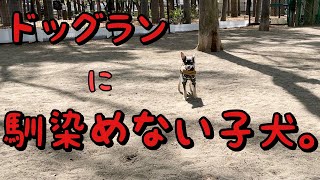 【ドッグランが苦手な子犬】公園で大興奮！チワワ×ミニピンのミックス犬のチワピンびるす