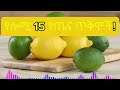 🍋 የሎሚ 15 የጤና ጥቅሞች 15 health benefits of lemons የሎሚ ውሀ ጠቀሜታ የሎሚ ውሀ አዘገጃጀት የሎሚ ውሀ ጉዳቶች ሎሚ 2024