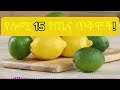 🍋 የሎሚ 15 የጤና ጥቅሞች 15 health benefits of lemons የሎሚ ውሀ ጠቀሜታ የሎሚ ውሀ አዘገጃጀት የሎሚ ውሀ ጉዳቶች ሎሚ 2024