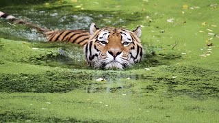 Bandhavgarh National Park of Madhya Pradesh is famous for tigers, Bandhavgarh National Park *Hindi