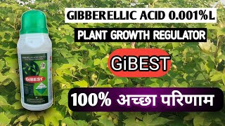 GiBEST GIBBERELLIC ACID 0.001% L ||Gibberellic acid ||जिब्रेलिक एसिड क्या काम करता है पूरी जानकारी||