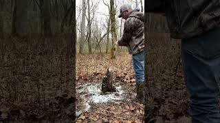 Growing the deer antlers #deerhunting #shed #bigbucks #deer #antler #whitetailbuck #viral #fypシ #