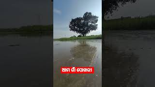 ଗାଁ ପୋଖରୀ  #shorts #ytshort #viral